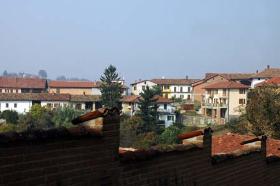 Pino D'asti 